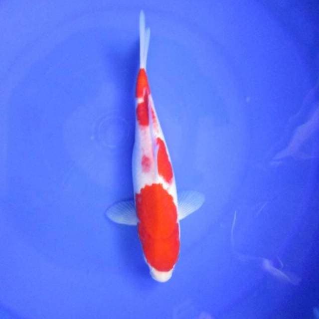 Strong kohaku