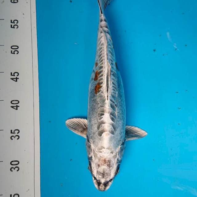 KIKOKURYU 36 cm