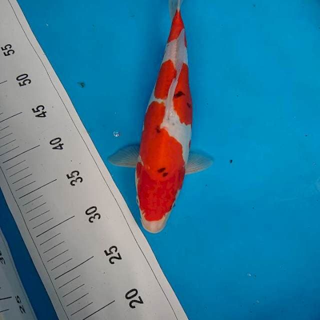 DOiTSU SANKE 33 cm
