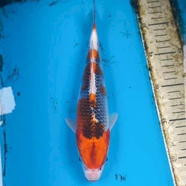 Goshiki 26cm