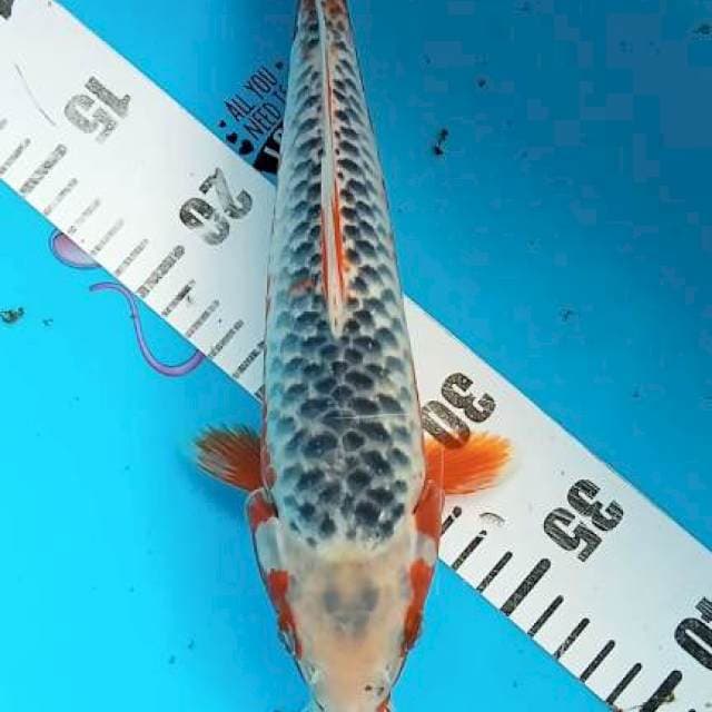 Asagi 29cm