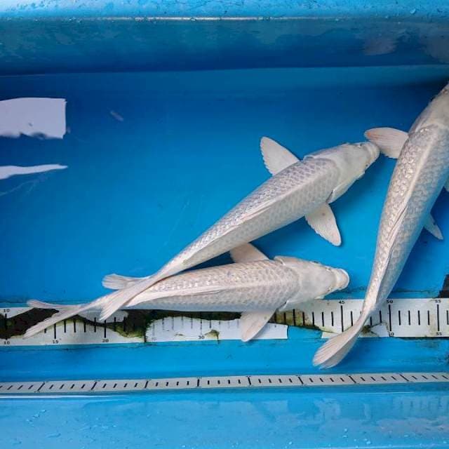 Platinum ginrin   (  3 ekor) 32 cm