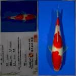 Kohaku sakai Ltd