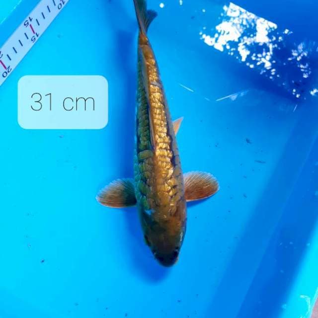 Midori 31 cm