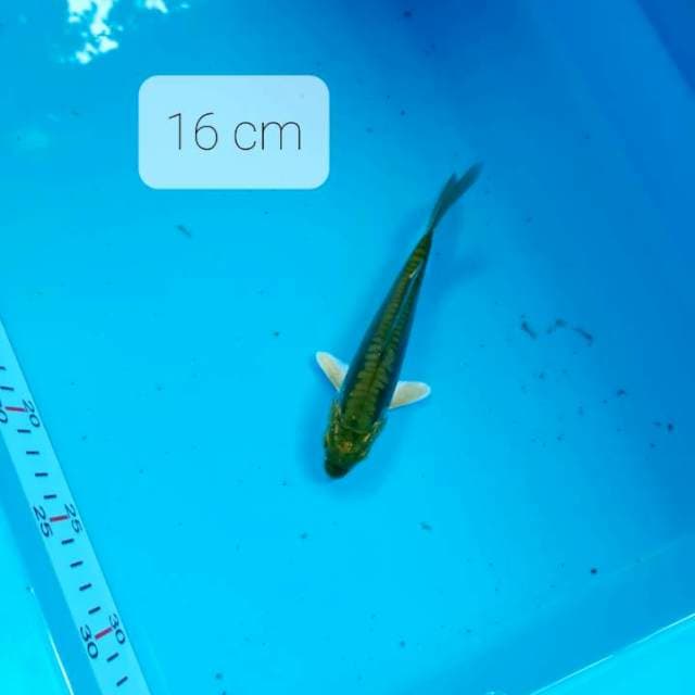 Midori aragoke 16 cm