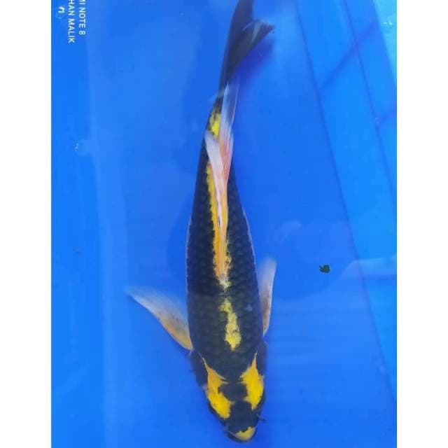 Kumpay kabuto 32 cm