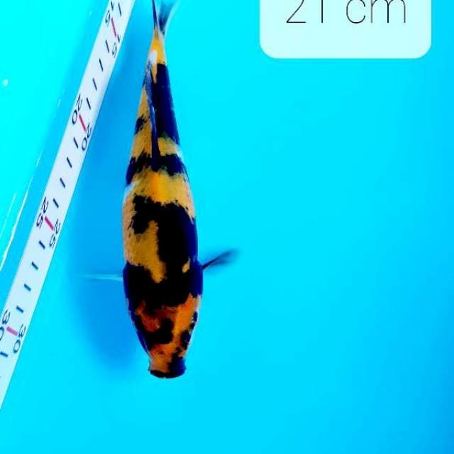 Kin showa 21 cm