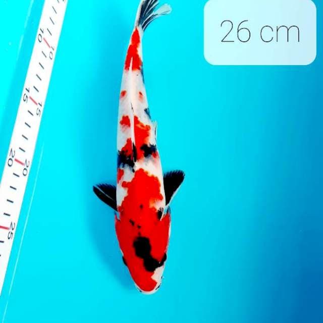 Showa 26 cm