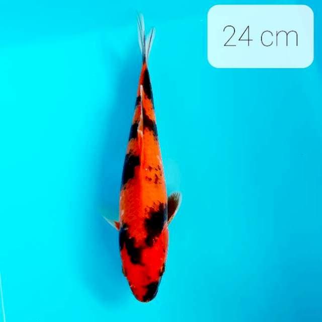 Showa 24 cm