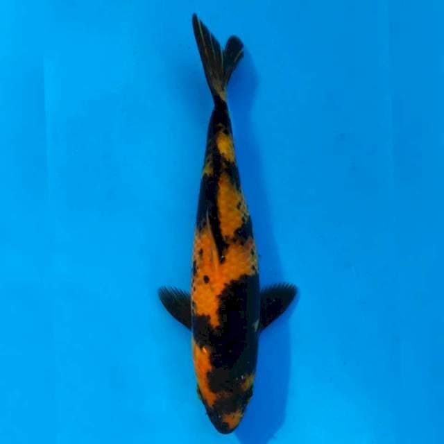 Marusei Ki Utsuri