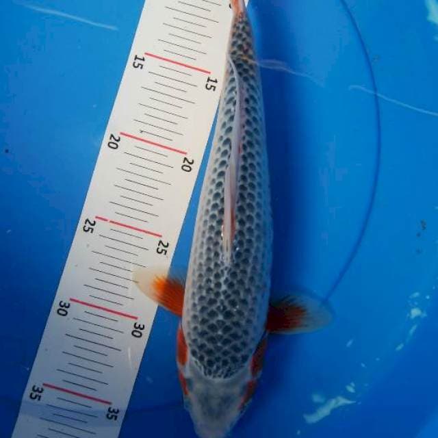 Asagi 30cm