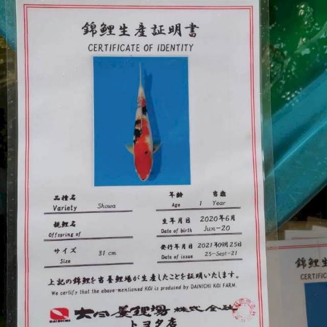Showa 33cm Dainichi