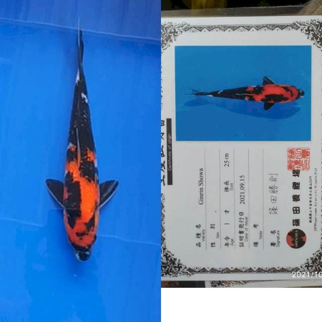 Gr Showa 27cm Shinoda
