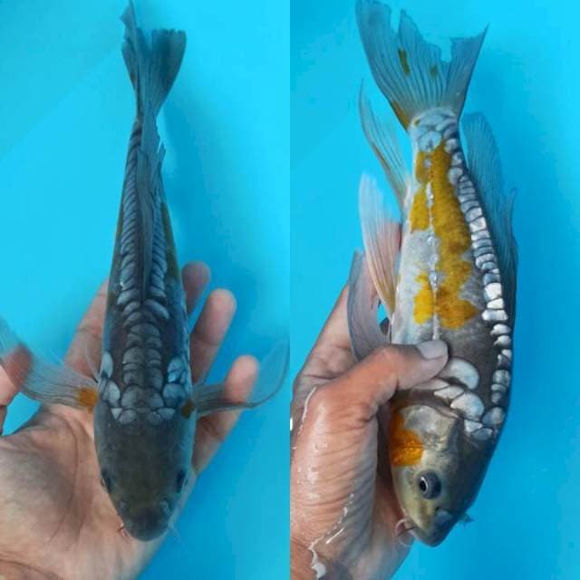 Kumpay ochiba pola sushui 27+cm