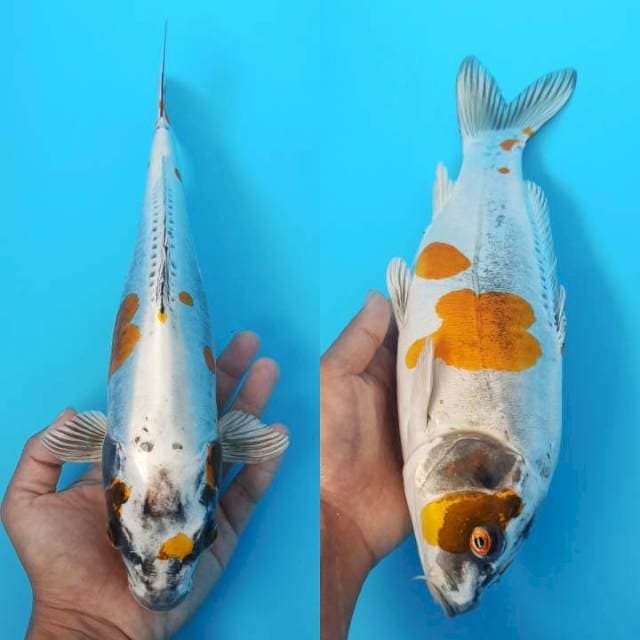 Kin kikokuryu polkadot 34cm