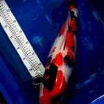 Showa F1, 55cm, Betina