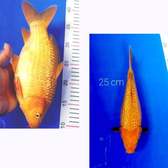 Caramel cebol 25 cm
