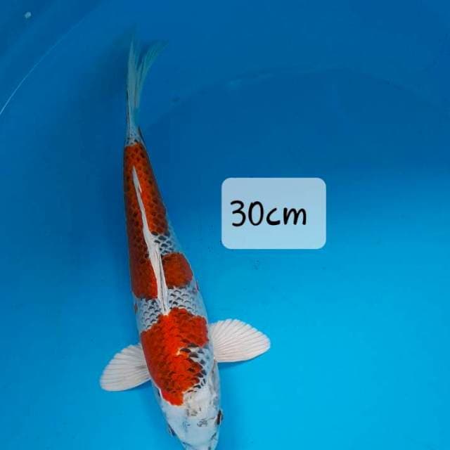 Kojaku