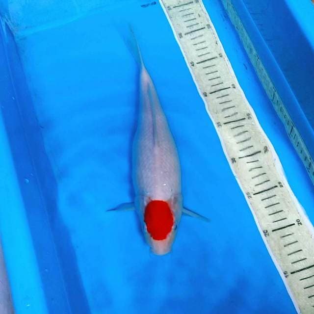 Tancho kohaku kualitas show