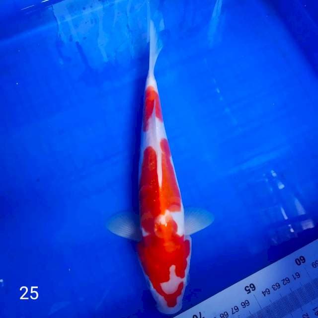 •kohaku doitsu 25cm