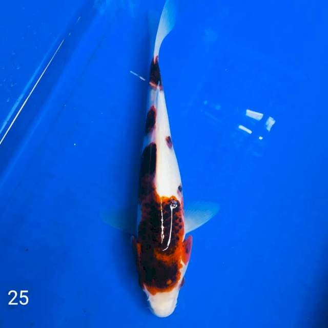 •aigoromo 25cm