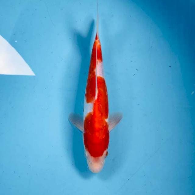 Kohaku, 27 cm