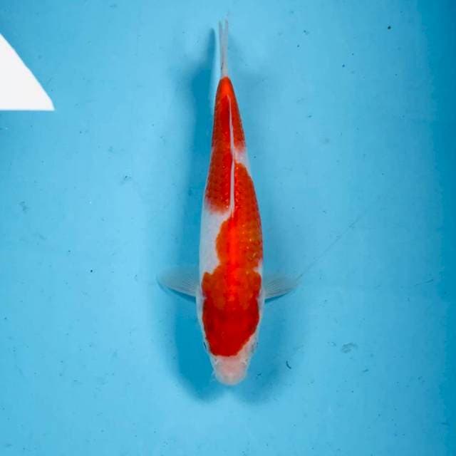 Kohaku, 24 cm