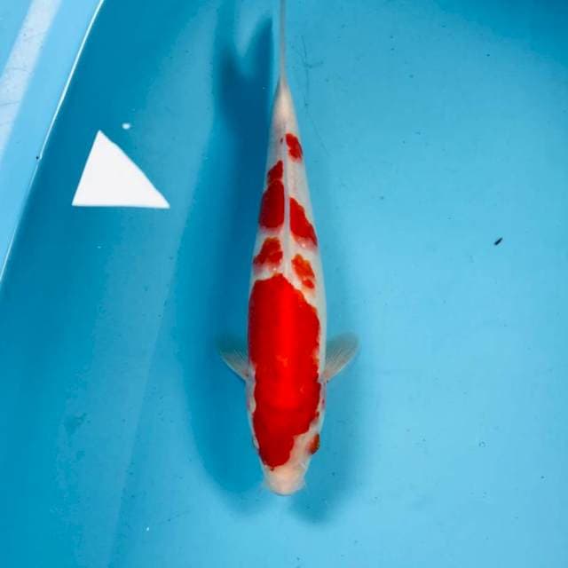 Kohaku, 27 cm