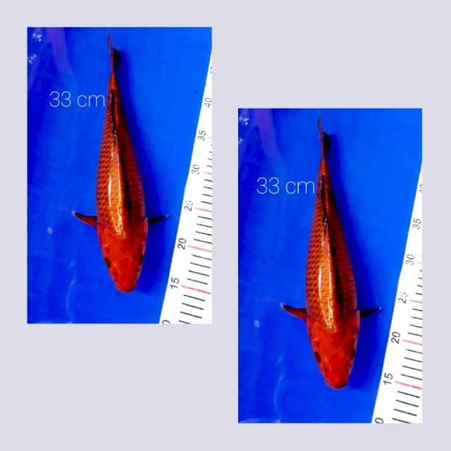Bulky tembaga 33 cm