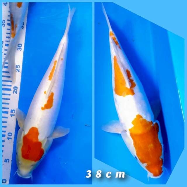 Duo Kohaku doid 38cm 