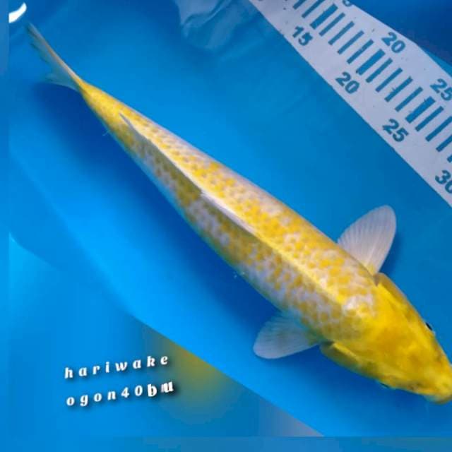 Hariwake ogon 38cm