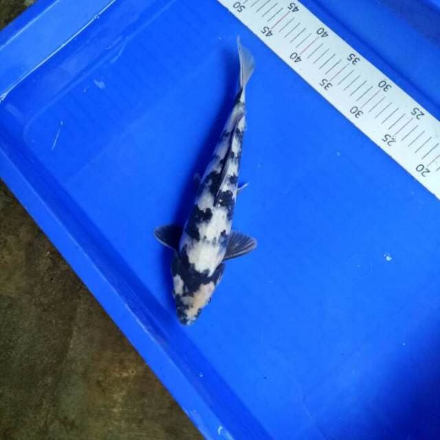 Female 33 cm