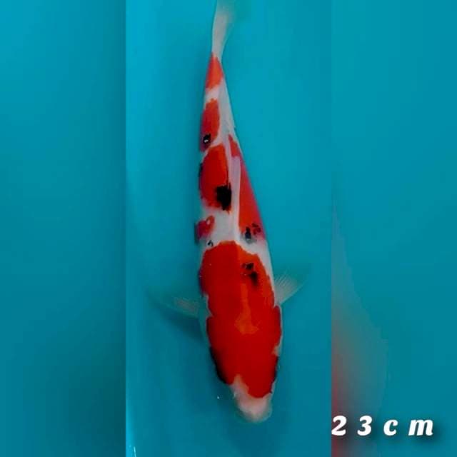 Sanke jos 23cm
