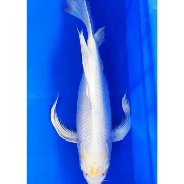 Kumpai platinum ogon 38 cm