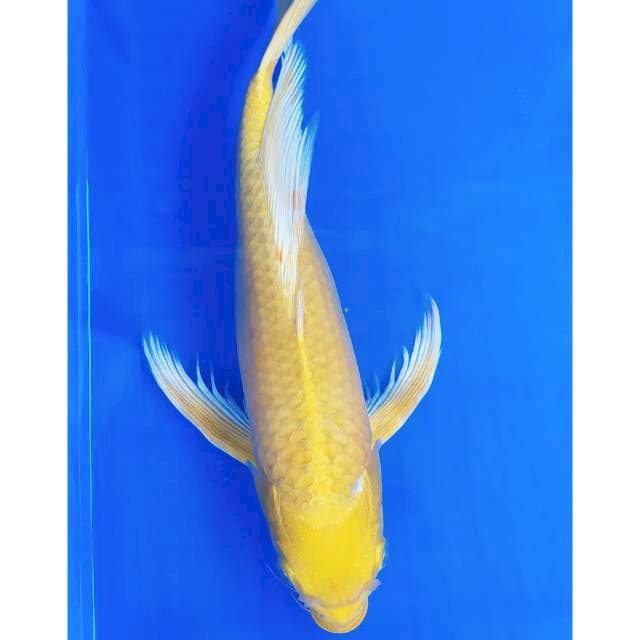 Kumpai ogon 39 cm