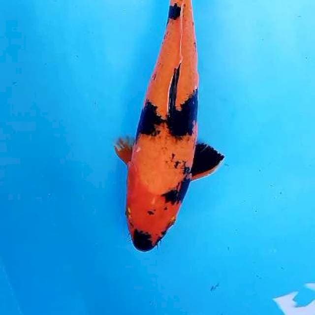 Hiutsuri 36 cm