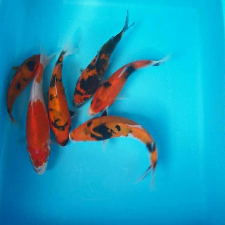 Mix koi hi showa padang