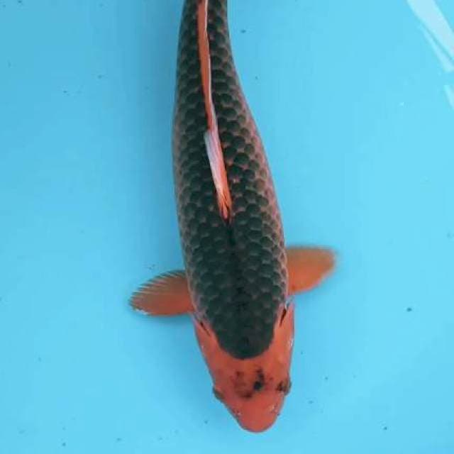 Aka matsuba 44cm