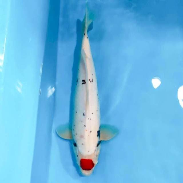 Tancho Showa 40cm