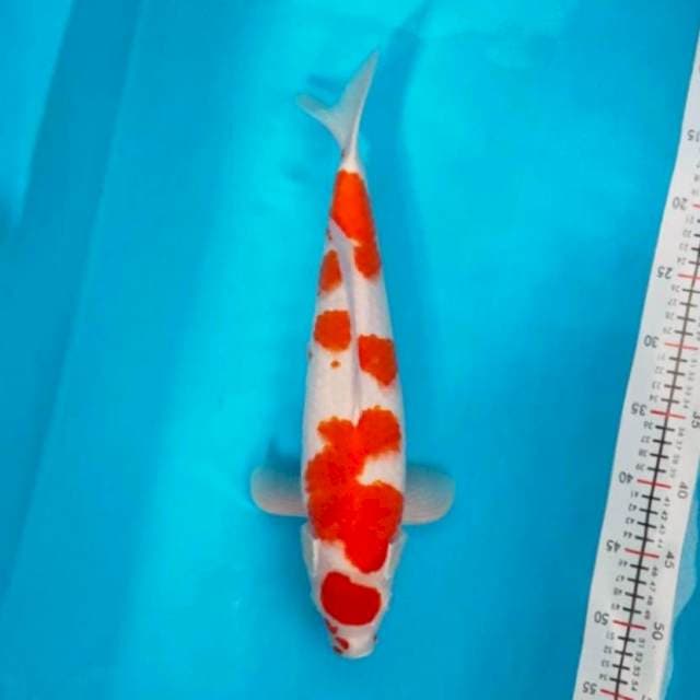 Khohaku Maruten orijinal 42cm jantan