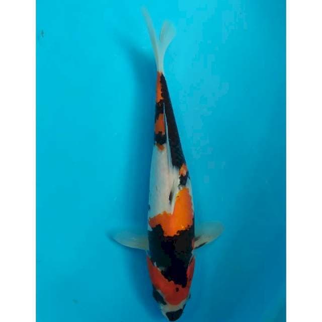 showa 35 cm