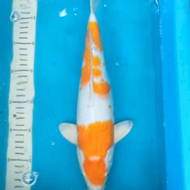 Kawarimono 36cm