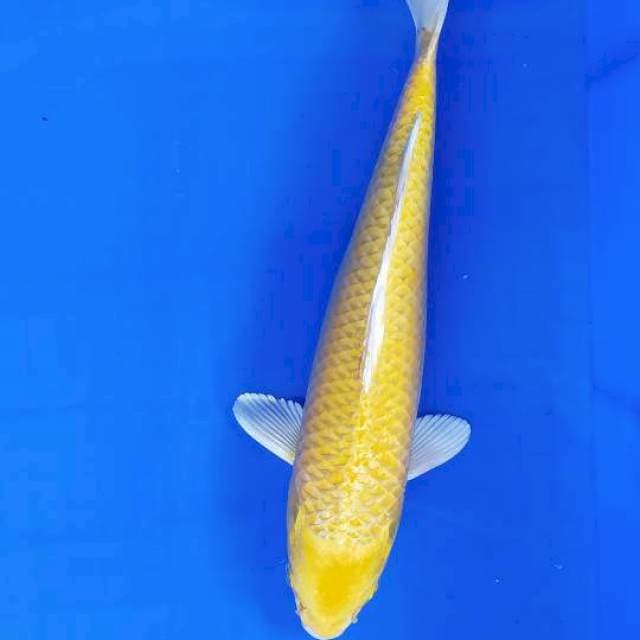 Ogon 38 cm