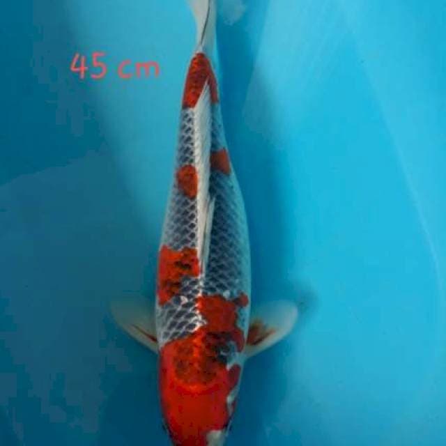 GOSHIKI 45cm 