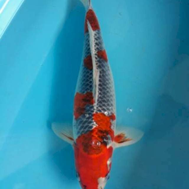 GOSHIKI 45cm 
