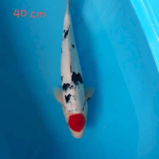Tancho 40cm