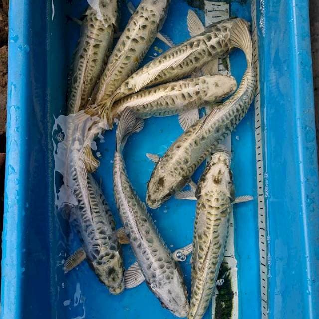 MUKASHI ARAGOKE 33-34 cm  (. 8 ekor.) 