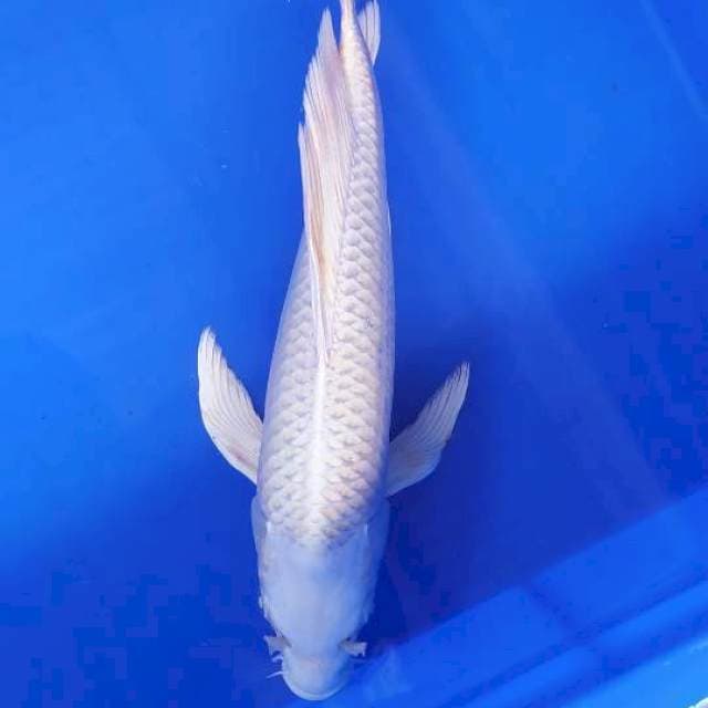 Platinum kumpai 33 xm