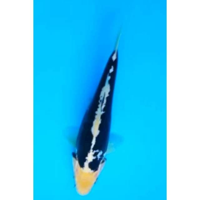 KUMONRYU 16 Cm