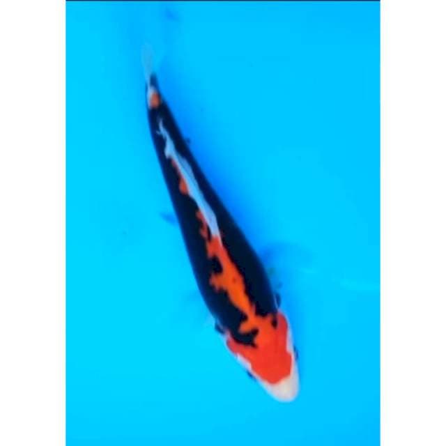 BENI KUMONRYU 14 Cm